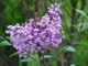 Syringa meyeri 'Palibin'