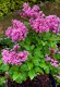 Syringa meyeri 'Flowerfersta Pink
