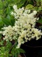 Syringa meyeri 'Flowerfersta White