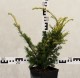 Taxus baccata 'Elegantissima'