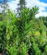 Taxus baccata 'Fastigiata'