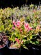 Weigela florida 'All summer Peach