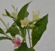 Weigela florida 'Marjorie'
