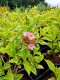 Weigela 'Looymansii Aurea'