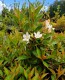 Weigela florida Picobella Bianco