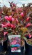 Weigela florida 'Ruby Queen